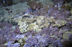 Cymbacephalus beauforti