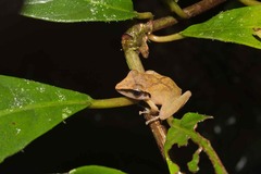 Pristimantis chiastonotus