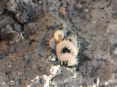 Henia vesuviana