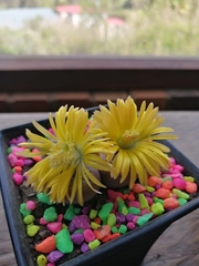 Lithops