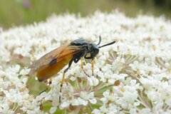 Arge melanochra