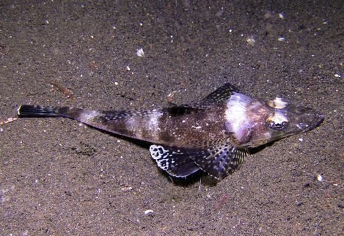 Serrate flathead (Rogadius serratus) — Platycephalidae