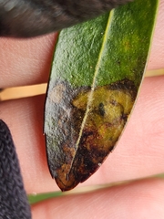 Phytomyza glabricola