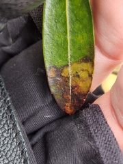 Phytomyza glabricola