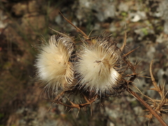 Cirsium eriophorum