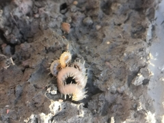 Henia vesuviana