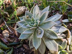 Aeonium haworthii