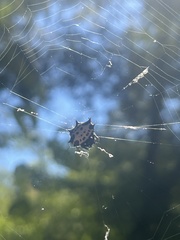 Gasteracantha cancriformis