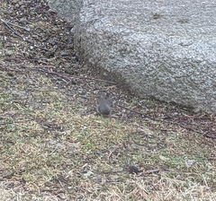 Junco hyemalis