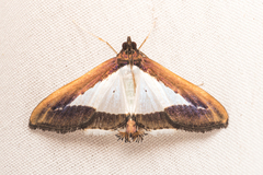 Diaphania