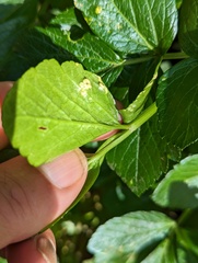 Puccinia smyrnii
