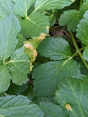 Puccinia smyrnii