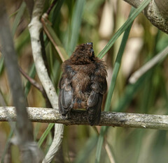 Cyanoloxia brissonii