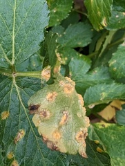 Puccinia smyrnii