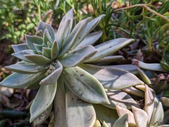 Aeonium haworthii