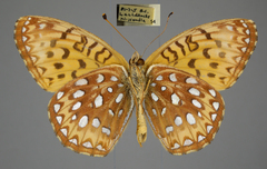 Speyeria hesperis
