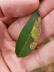 Phytomyza glabricola