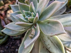 Aeonium haworthii