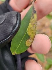 Phytomyza glabricola