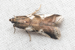 Rhodophaea