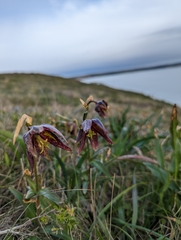 Fritillaria affinis affinis