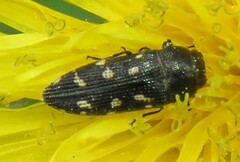 Acmaeodera tubulus
