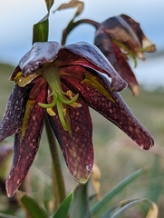 Fritillaria affinis affinis