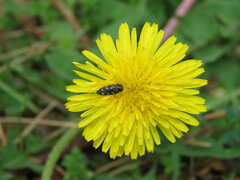Acmaeodera tubulus