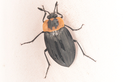 Oxelytrum discicolle
