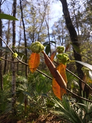 Exobasidium symploci