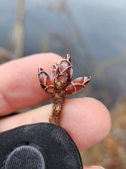 Rhododendron viscosum