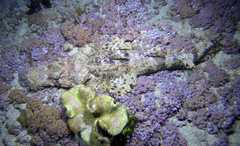 Cymbacephalus beauforti