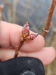 Rhododendron viscosum