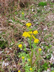 Packera glabella