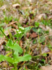 Valerianella radiata
