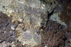 Cymbacephalus beauforti