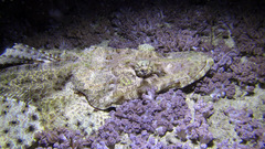 Cymbacephalus beauforti