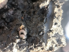 Henia vesuviana