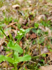 Valerianella radiata
