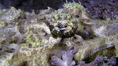 Cymbacephalus beauforti