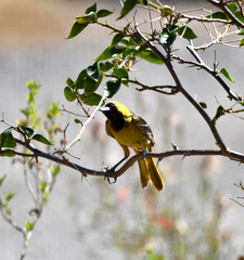 Icterus spurius