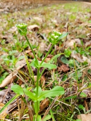 Valerianella radiata