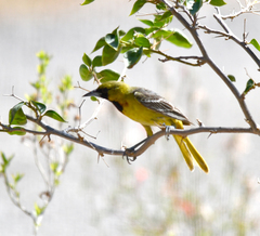 Icterus spurius