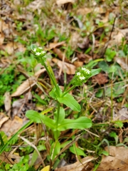 Valerianella radiata
