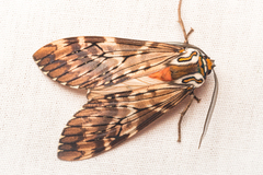 Phaegoptera
