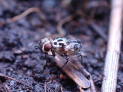Anthomyia procellaris