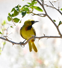 Icterus spurius