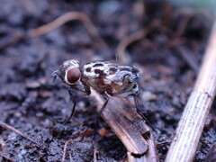 Anthomyia procellaris