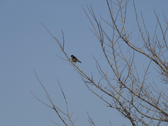 Saxicola rubicola