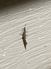 Dichomeris inversella